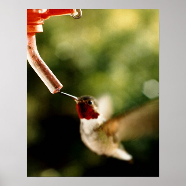 Geschichte des Hummingvogels Poster (Vorne)