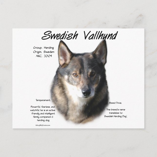 Geschichte des schwedischen Vallhund Postkarte (Vorderseite)