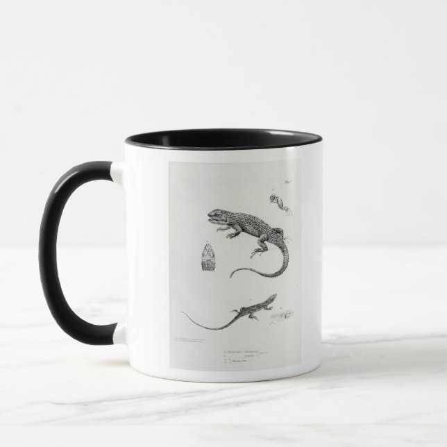Geschichteter Leguan Tasse (Links)