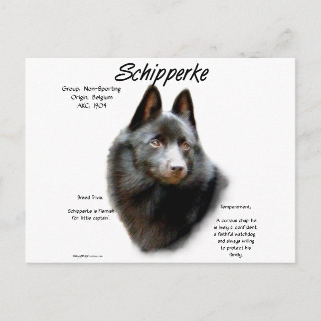 Geschichtsdesign von Schipperke Postkarte (Vorderseite)