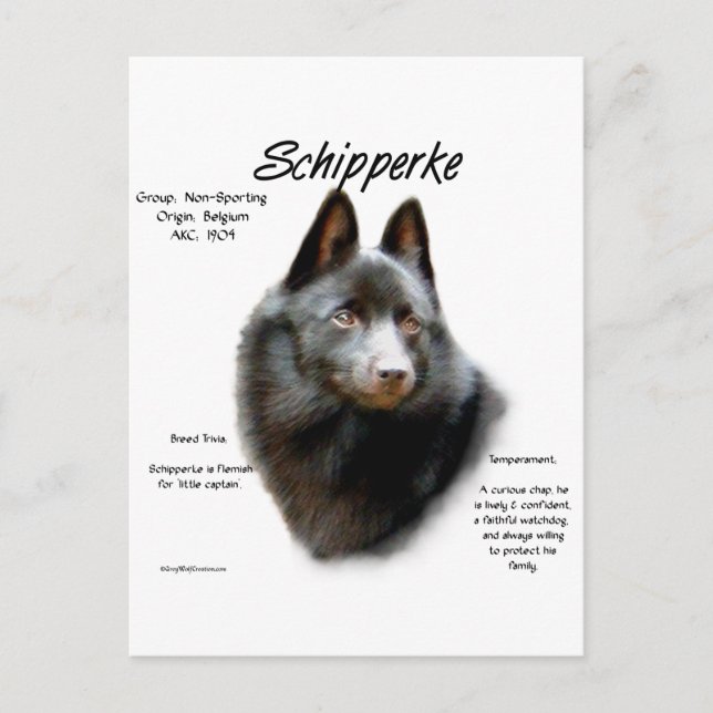 Geschichtsdesign von Schipperke Postkarte (Vorderseite)