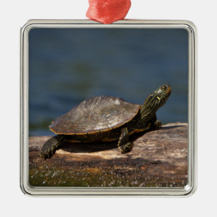 Geschilderte Schildkröte auf einem Ast Silbernes Ornament
