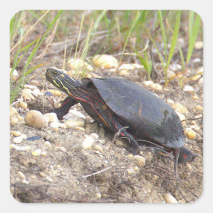 Geschilderte Schildkröten-Foto-Aufkleber Quadratischer Aufkleber