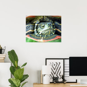 Geschilderte Schmuckschildkröte (Chrysemys picta)  Poster
