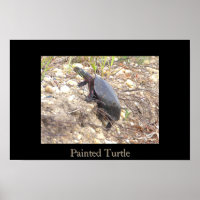 Geschildertes Schildkröten-Foto-Poster