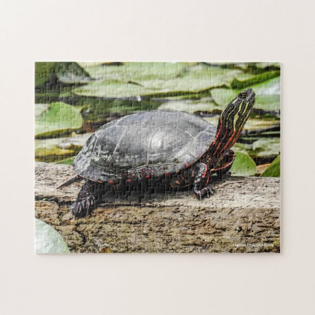 Geschildertes Schildkröten-Puzzle Puzzle (Horizontal)