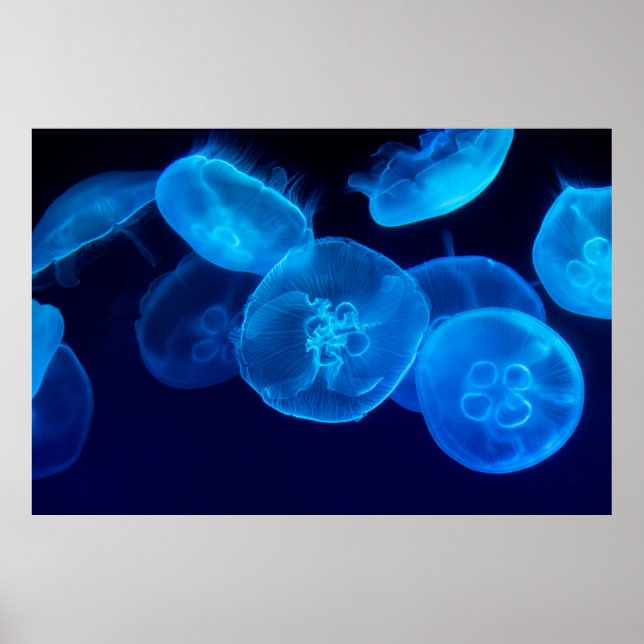 GESCHLOSSENE FOTOGRAFIE DES SCHWARMS VON JELLYFISH POSTER (Vorne)