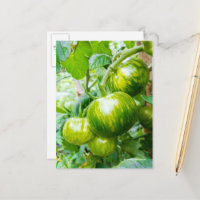 Geschmackvolle grüne Zebra Heirloom Tomaten/Parade