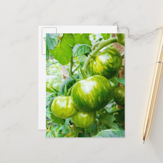 Geschmackvolle grüne Zebra Heirloom Tomaten/Parade Postkarte (Vorderseite/Rückseite Beispiel)