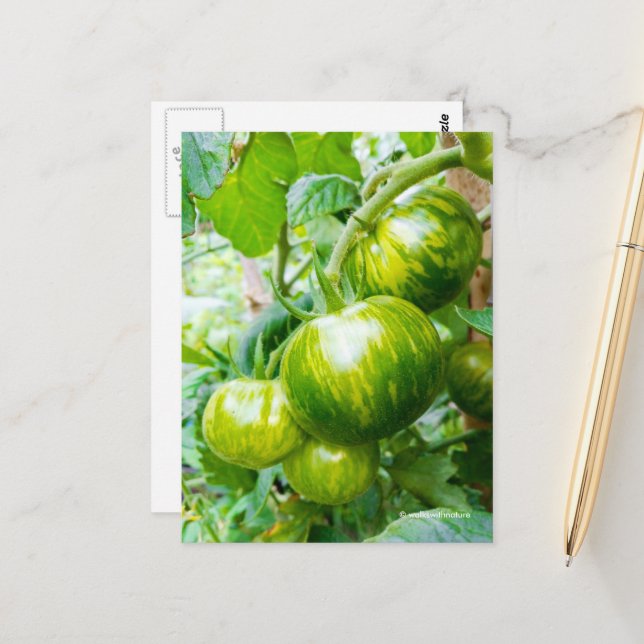 Geschmackvolle grüne Zebra Heirloom Tomaten/Parade Postkarte (Vorderseite/Rückseite Beispiel)