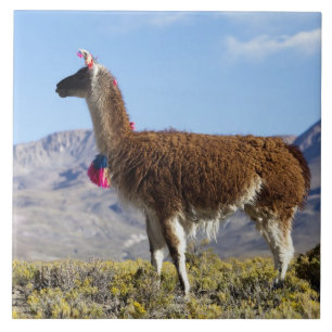 Geschmückte Lama-Herde in der Puna, Anden 2 Fliese