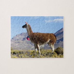 Geschmückte Lama-Herde in der Puna, Anden 2 Puzzle