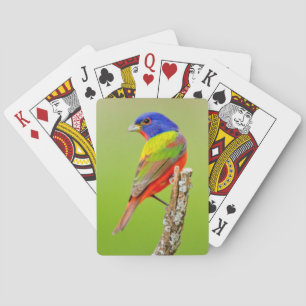 Geschmückter Ammerfink (Passerina ciris) Männchen Spielkarten