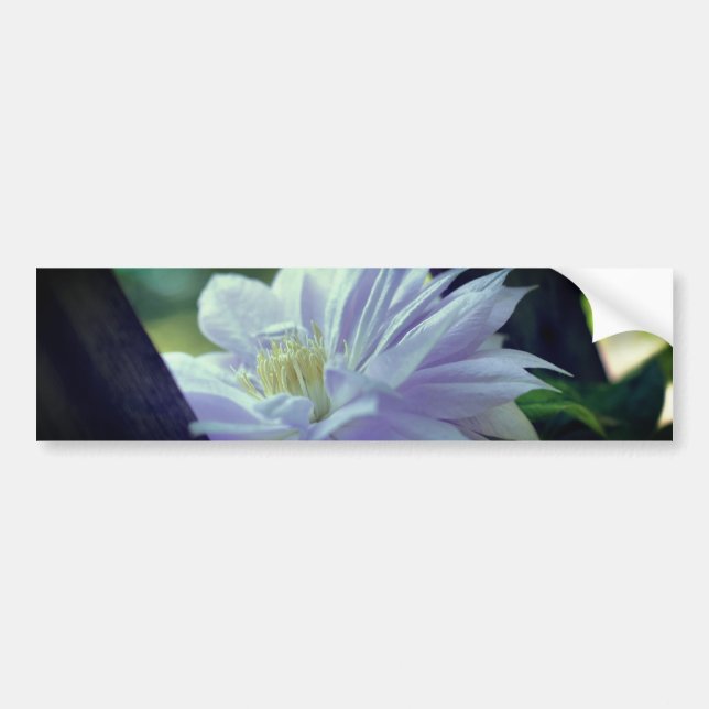 Geschützte Clematis-Blüte  Autoaufkleber (Vorne)