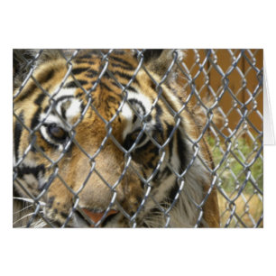 Geschützte Tigerkarte (h)