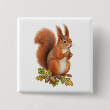 Geschwänztes Rotes Eichhörnchen mit Eichel und Her