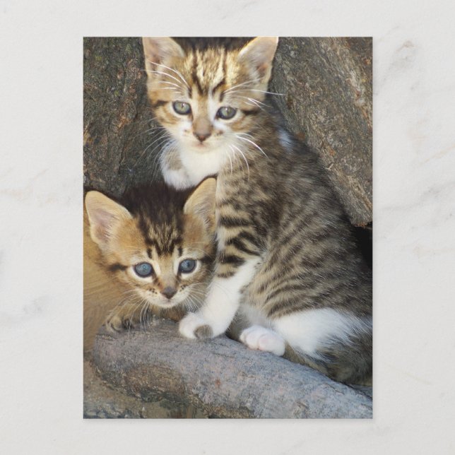 Geschwister Postkarte (Vorderseite)