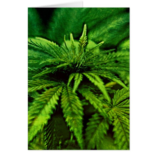 Gesegnet Be Cannabis Green (Vorne)
