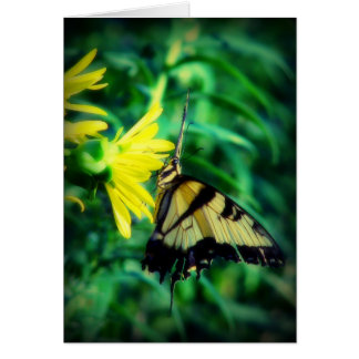Gesegnetes Frack Butterfly