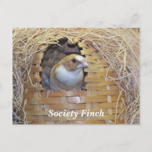 GESELLSCHAFT FINCH POSTCARD POSTKARTE