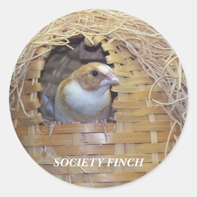 GESELLSCHAFT FINCH STICKER (Vorderseite)