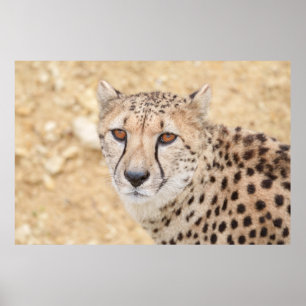 Gesicht der Wildnis: Intensiver Blick eines Gepard Poster