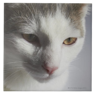 Gesicht einer Katze Fliese