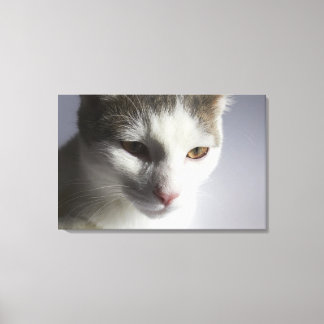 Gesicht einer Katze Leinwanddruck