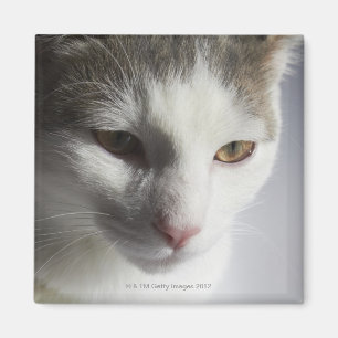 Gesicht einer Katze Magnet