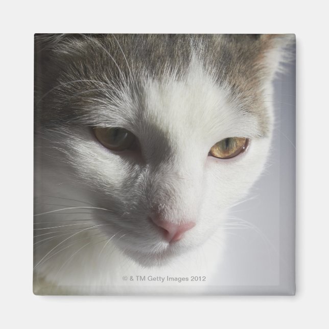 Gesicht einer Katze Magnet (Vorne)