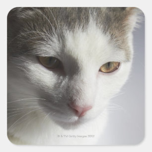 Gesicht einer Katze Quadratischer Aufkleber