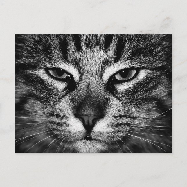Gesicht einer norwegischen Waldkatze Postkarte (Vorderseite)