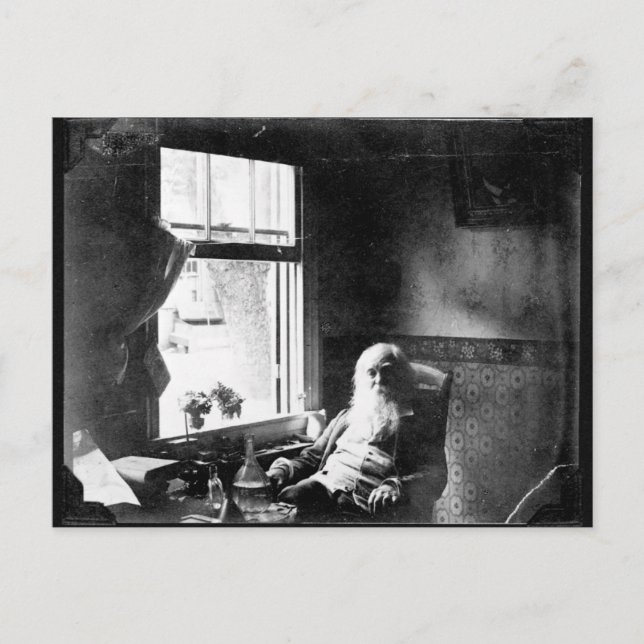 Gesicht immer zum Sonnenschein: Whitman in Mickle  Postkarte (Vorderseite)