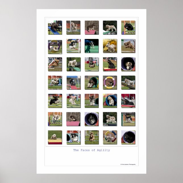 Gesichter des Agility - Cocker Spaniel Edition Poster (Vorne)