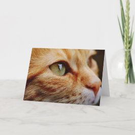 Gesichts einer Ingwerkatze bestimmt Karte