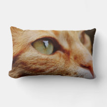 Gesichts einer Ingwerkatze bestimmt