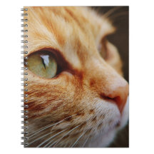 Gesichts einer Ingwerkatze bestimmt