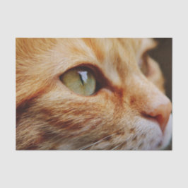 Gesichts einer Ingwerkatze bestimmt Seidenpapier