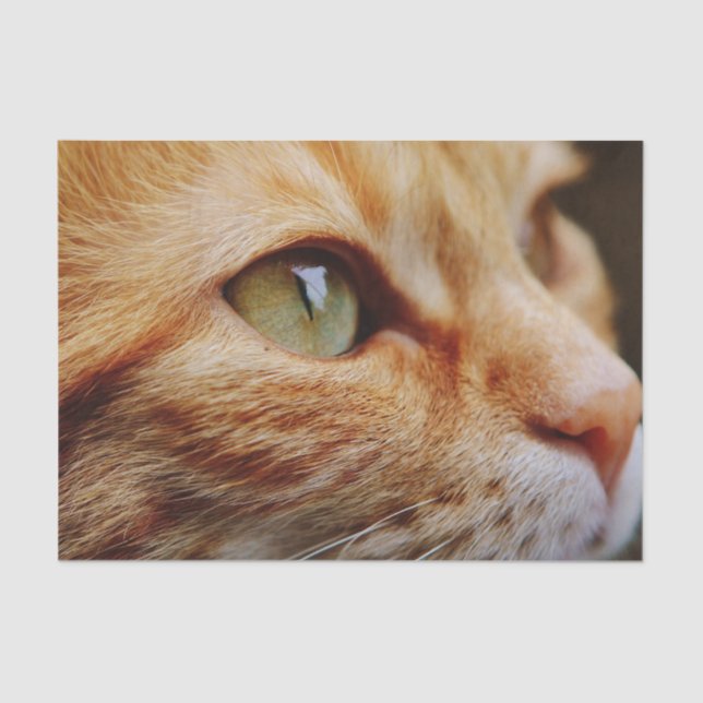 Gesichts einer Ingwerkatze bestimmt Seidenpapier (Vorderseite)