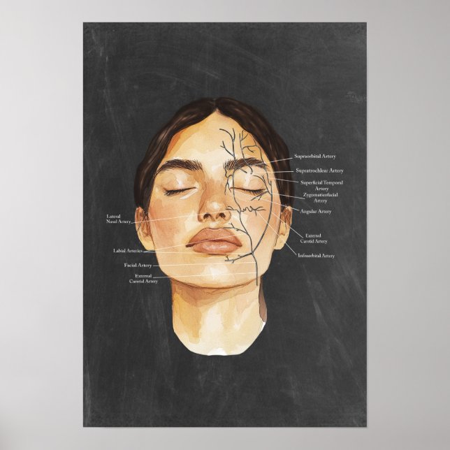 Gesichtsanatomie Blutgefäße Anatomische Kunst Poster (Vorne)