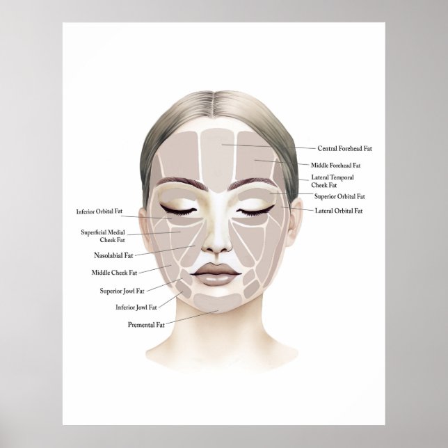 Gesichtsanatomie Druck 1  Poster (Vorne)