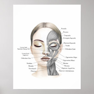 Gesichtsanatomie Gesichtsmuskeln Schönheitsdekor Poster