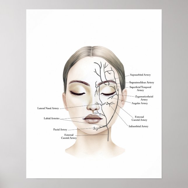 Gesichtsblutgefäße Anatomie Kunst Poster (Vorne)
