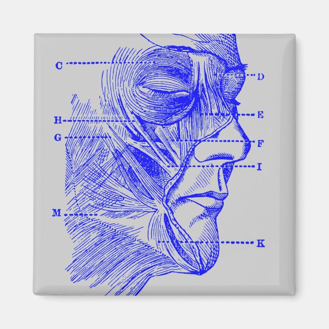 Gesichtsdiagramm Magnet (Vorne)