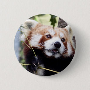Gesichtsknopf des roten Pandas Button