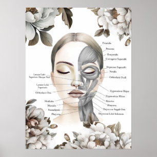 Gesichtsmuskeln Anatomische Art Massage Therapist Poster