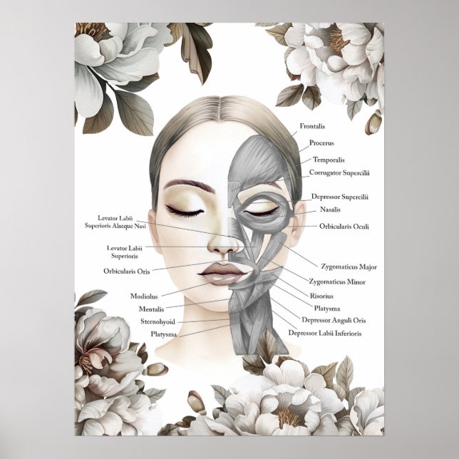 Gesichtsmuskeln Anatomische Art Massage Therapist  Poster (Vorne)