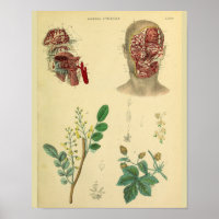 Gesichtspflege Medizinische Pflanze Anatomie Kunst