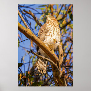 Gesperrter Habicht-Fotoabzug Raubvogel-Kunst für Poster