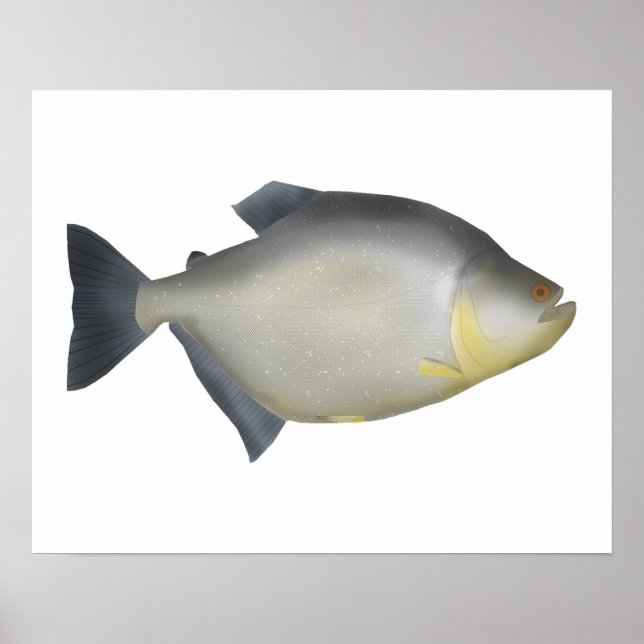 Gesprenkelte Piranhas Poster (Vorne)